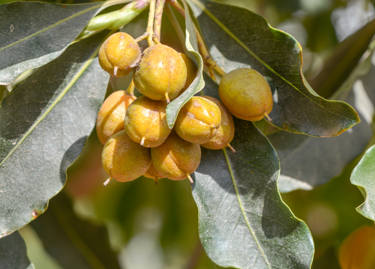 Image of Pittosporum undulatum specimen.