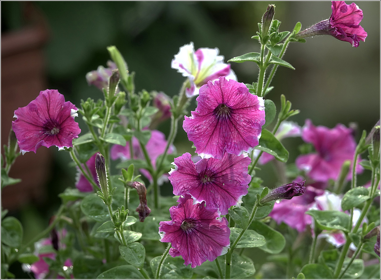 Image of Petunia &times; hybrida specimen.