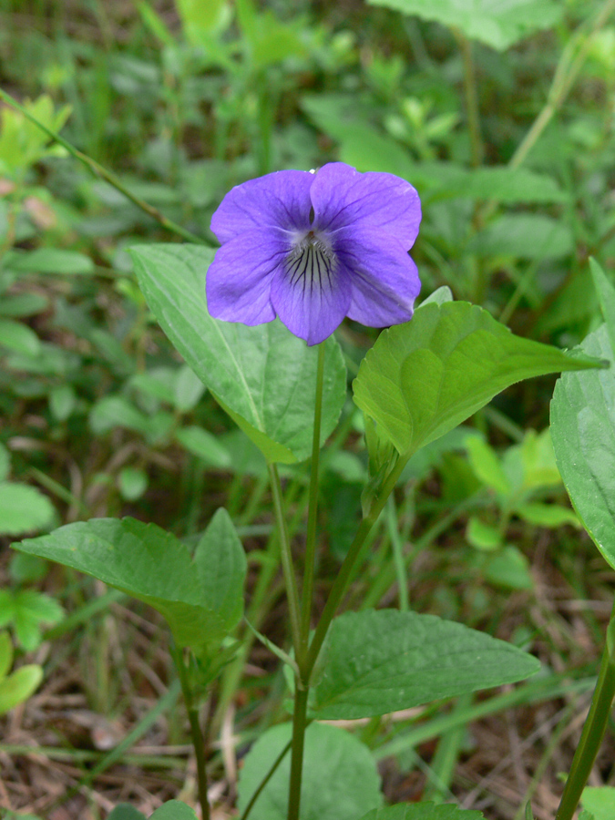 Изображение особи Viola ruppii.