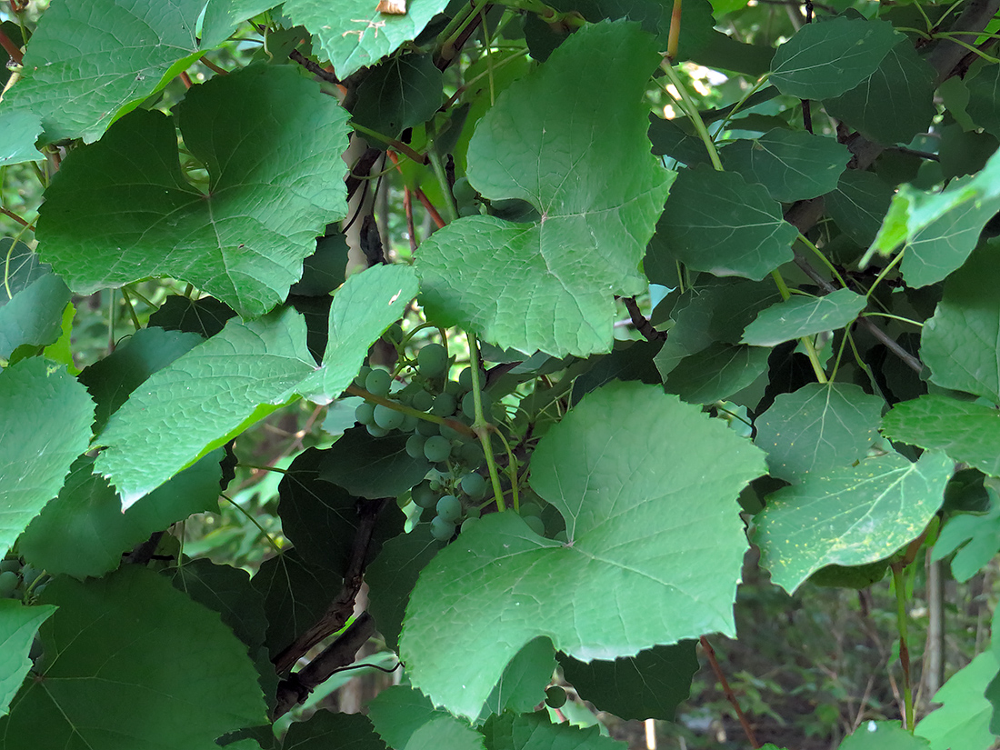 Image of Vitis amurensis specimen.