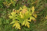 genus Heracleum. Вегетирующее растение с листвой в осенней окраске. Мурманская обл., Кандалакшский р-н, с. Колвица, левый берег р. Колвица у моста, разнотравно-злаковый луг у обочины дороги. 15.09.2021.