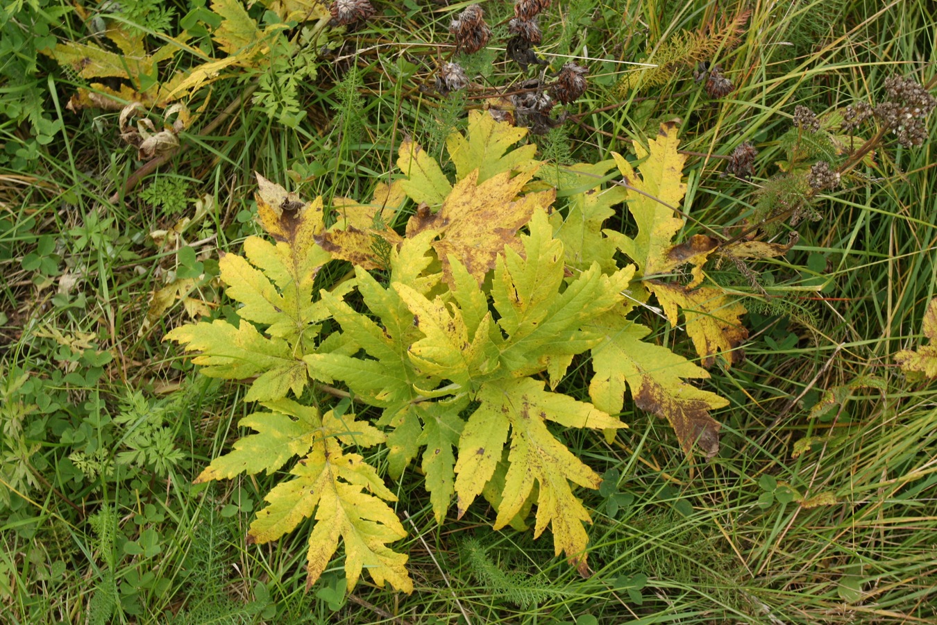 Изображение особи род Heracleum.