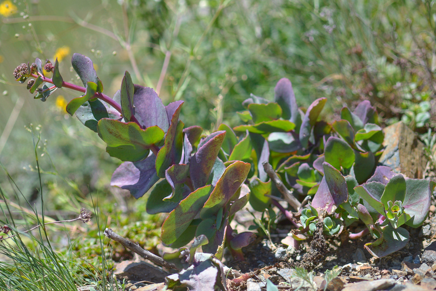 Изображение особи Hylotelephium caucasicum.