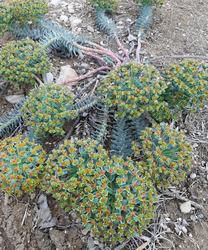 Image of Euphorbia marschalliana specimen.