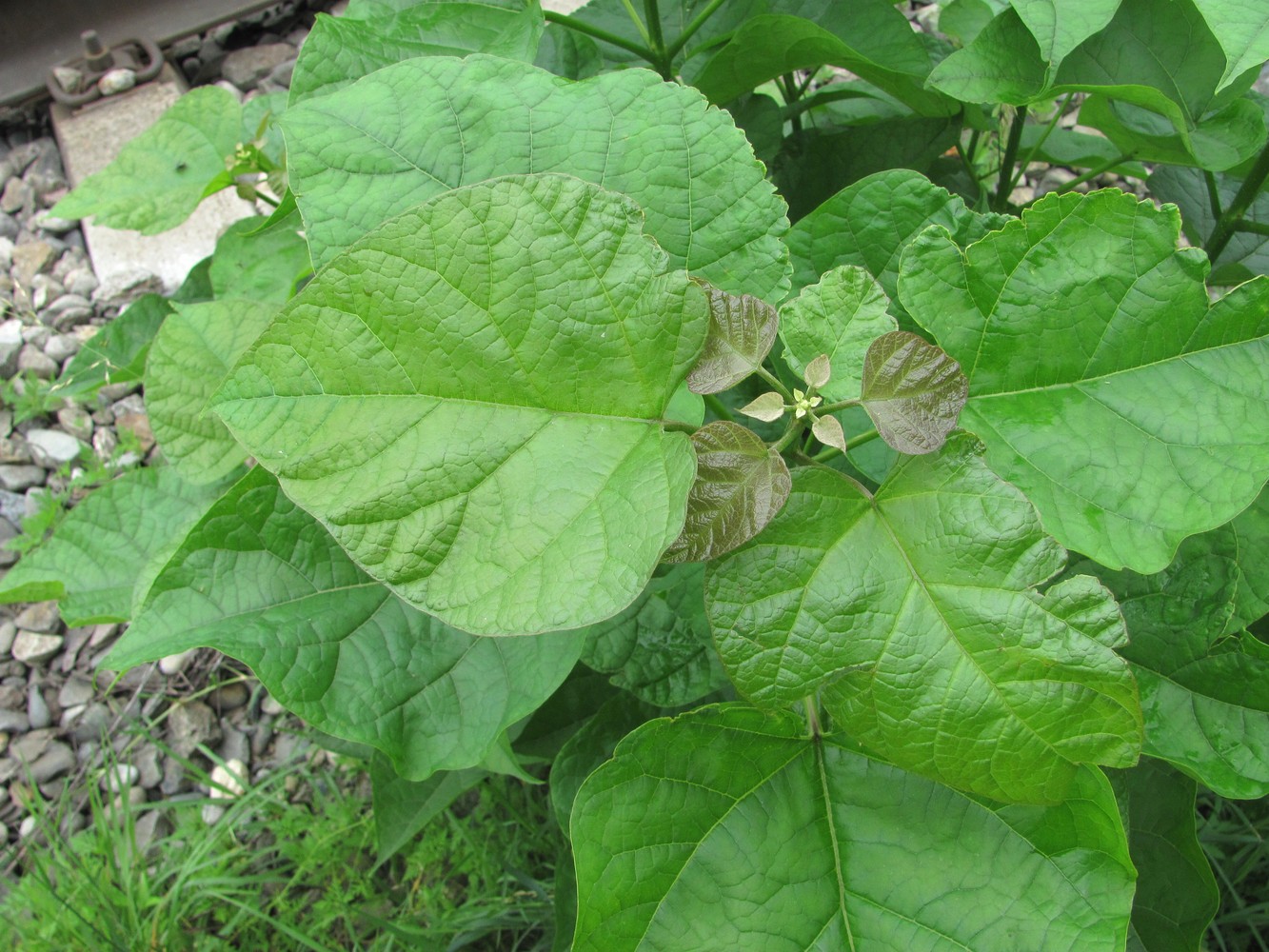 Image of Catalpa bignonioides specimen.