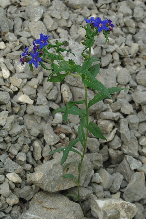 Изображение особи Aegonychon purpureocaeruleum.