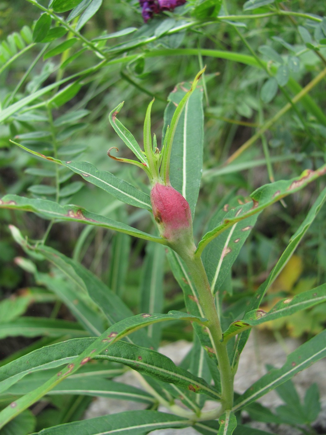 Image of Chamaenerion angustifolium specimen.