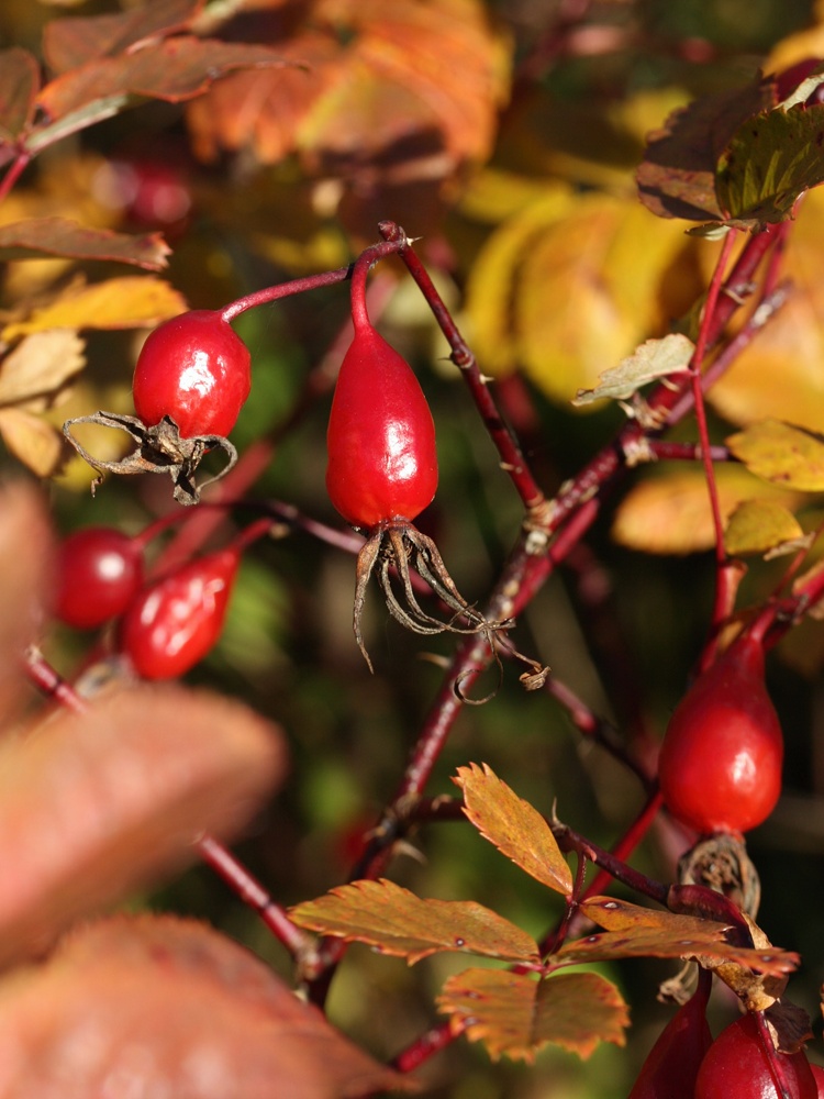 Изображение особи Rosa glabrifolia.