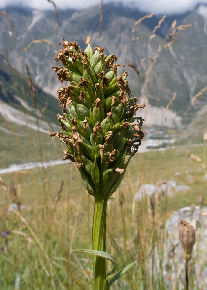 Image of Traunsteinera sphaerica specimen.