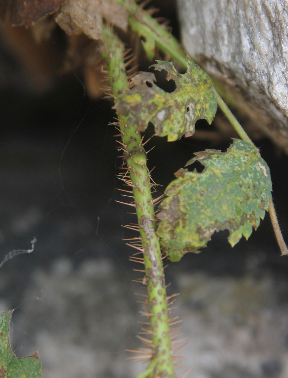 Image of Rosa acicularis specimen.