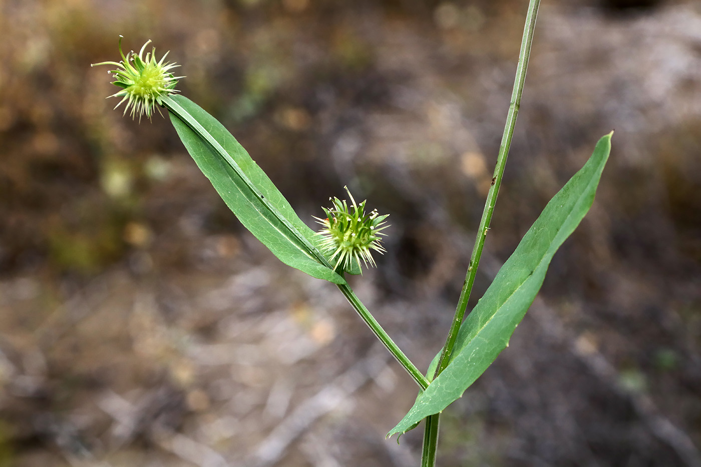 Image of Acanthocephalus amplexifolius specimen.