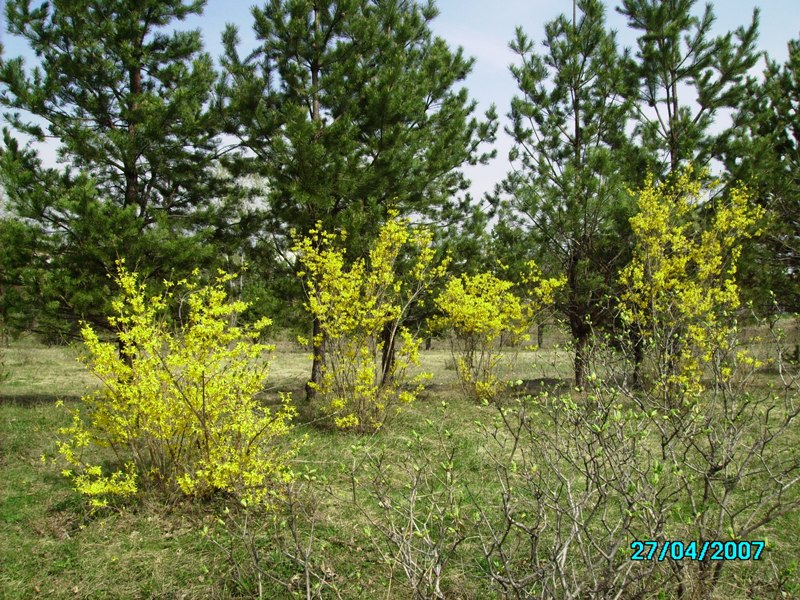 Image of Forsythia ovata specimen.