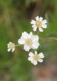 Achillea ledebourii. Соцветия. Республика Алтай, Улаганский р-н, долина р. Чульча, высота ок. 800 м н.у.м, остров рядом с водопадом Учар. 7 августа 2020 г.