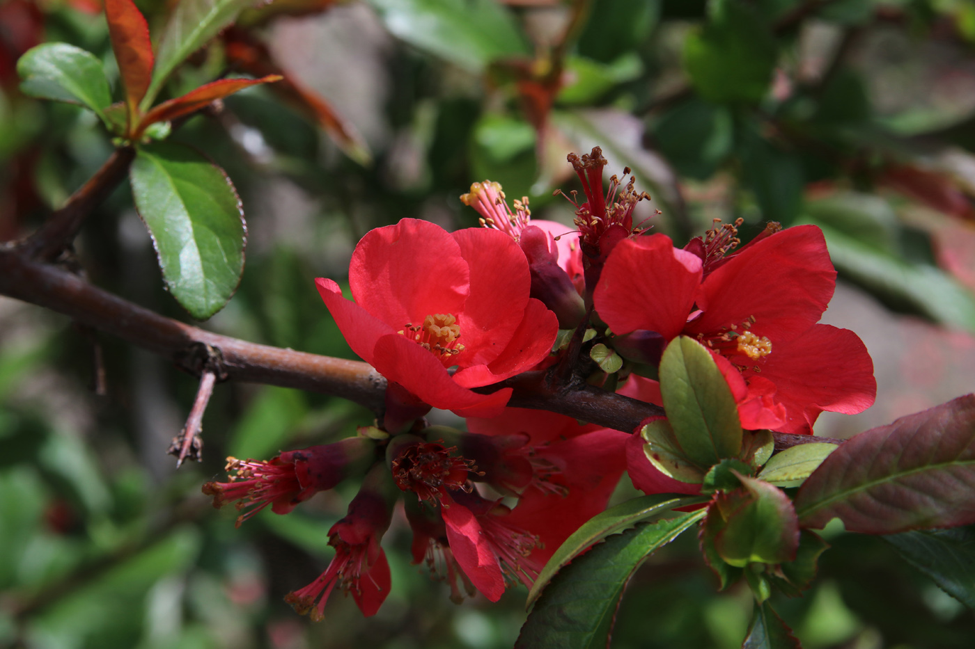 Изображение особи Chaenomeles speciosa.