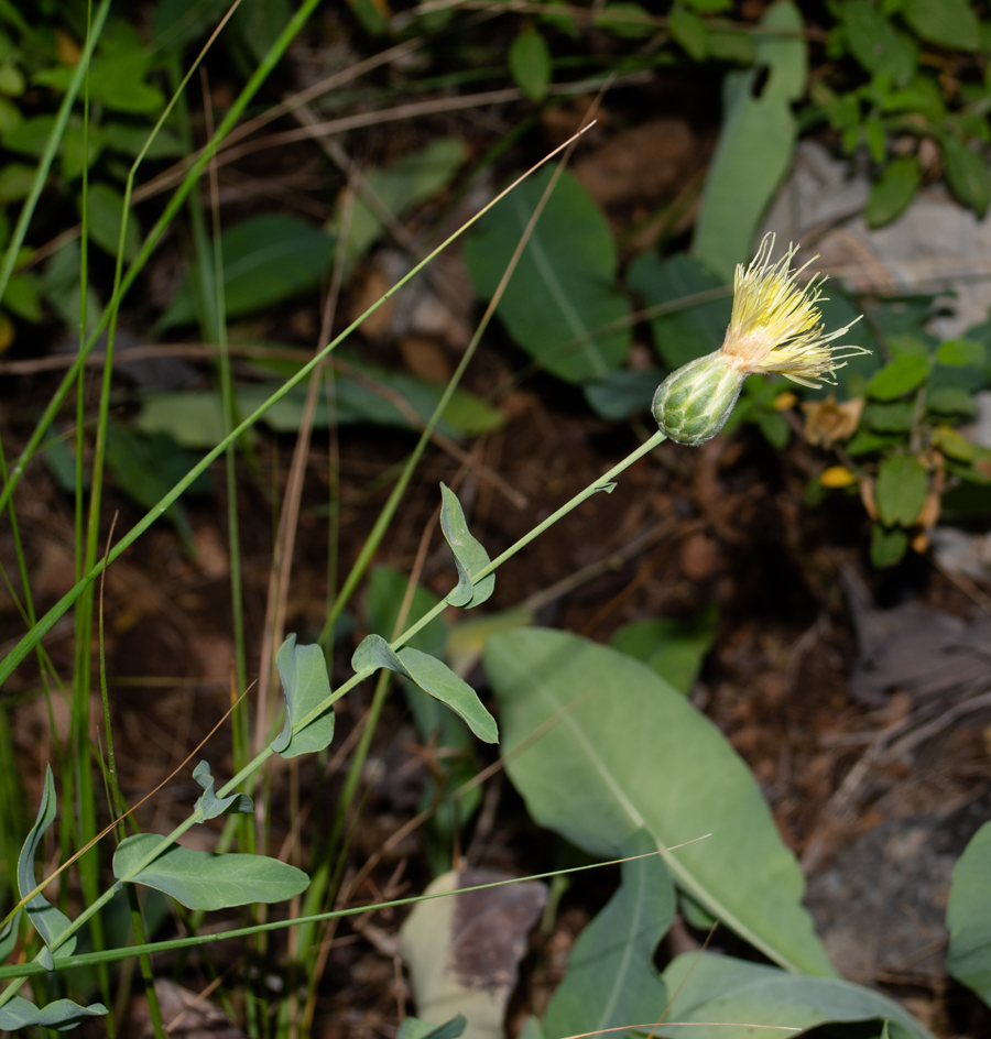 Image of Klasea cerinthifolia specimen.