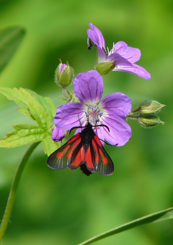 Изображение особи Geranium sylvaticum.