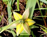 Tulipa urumiensis