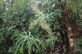genus Dracaena. Ветвь с соцветиями и листьями. Мадагаскар, провинция Анциранана, регион Диана, о-в Нуси Комба. 07.05.2018.