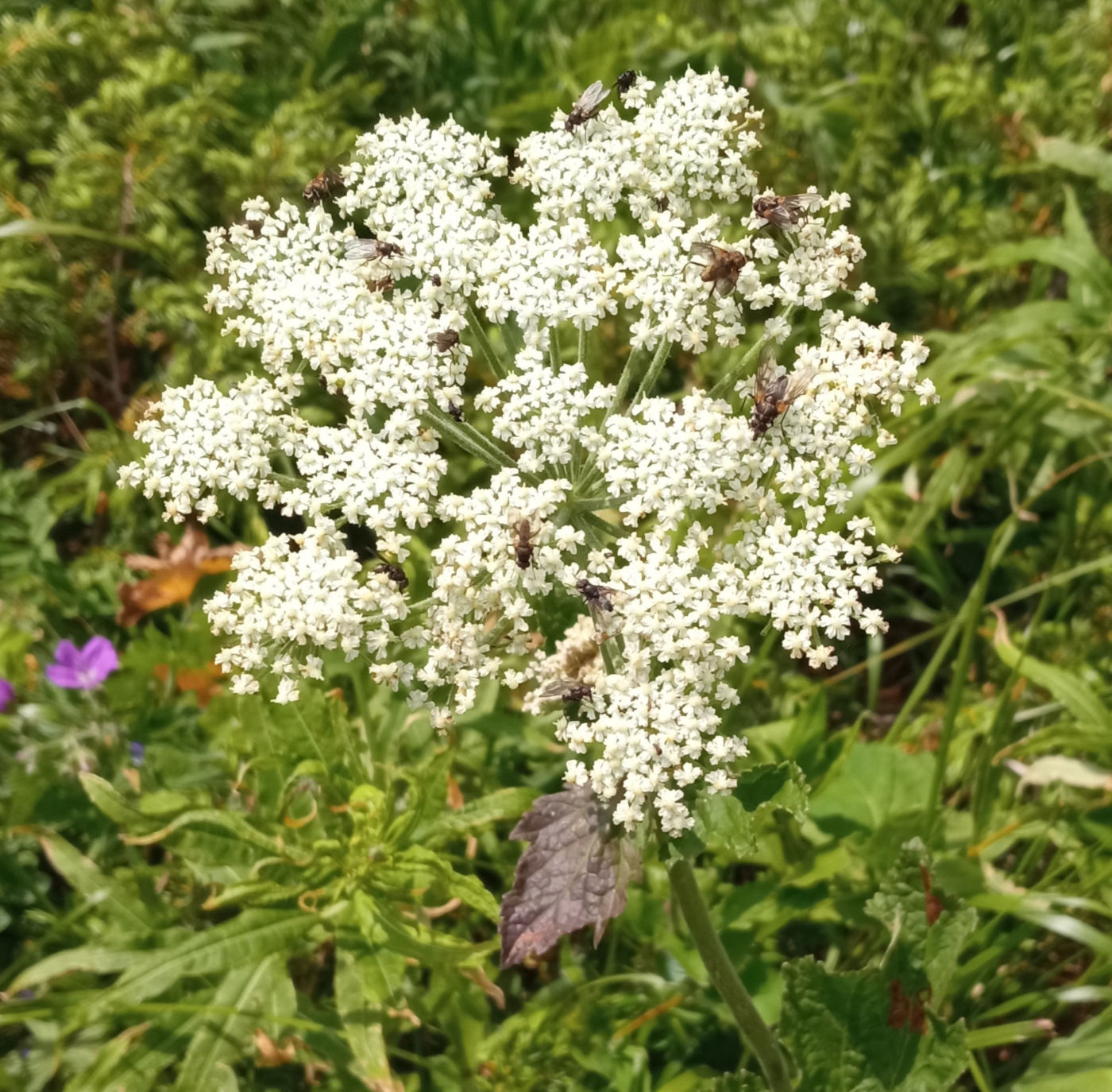 Image of Arafoe aromatica specimen.