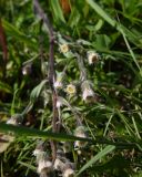 Erigeron acris