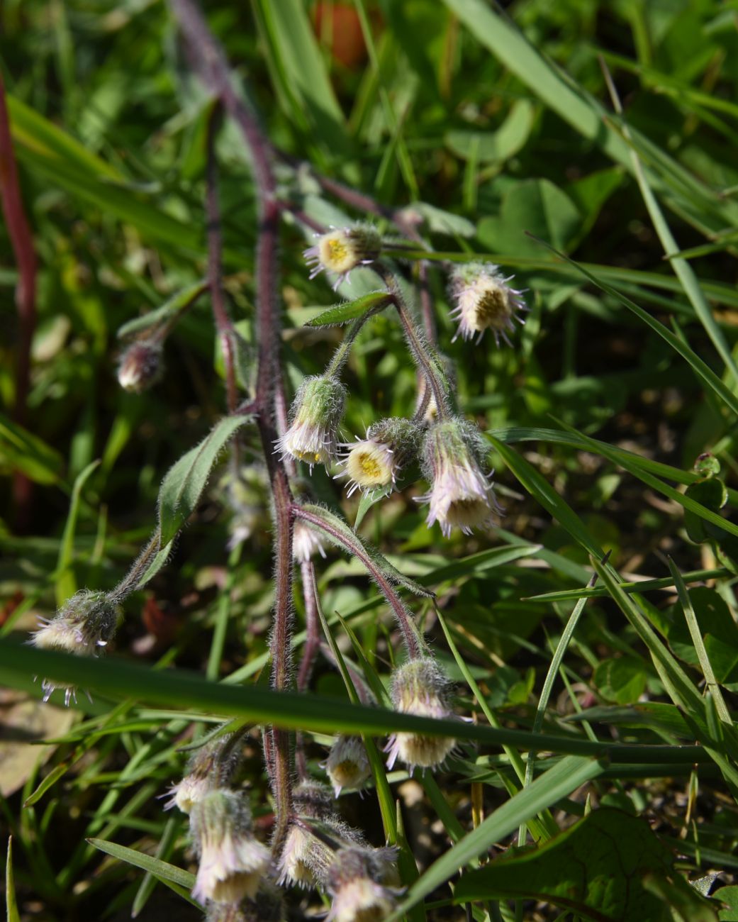 Изображение особи Erigeron acris.