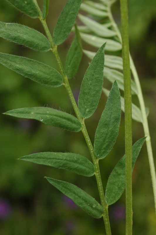 Image of Oxytropis lapponica specimen.