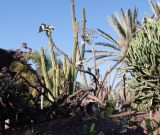 Kalanchoe beharensis