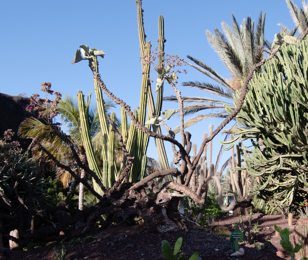 Image of Kalanchoe beharensis specimen.