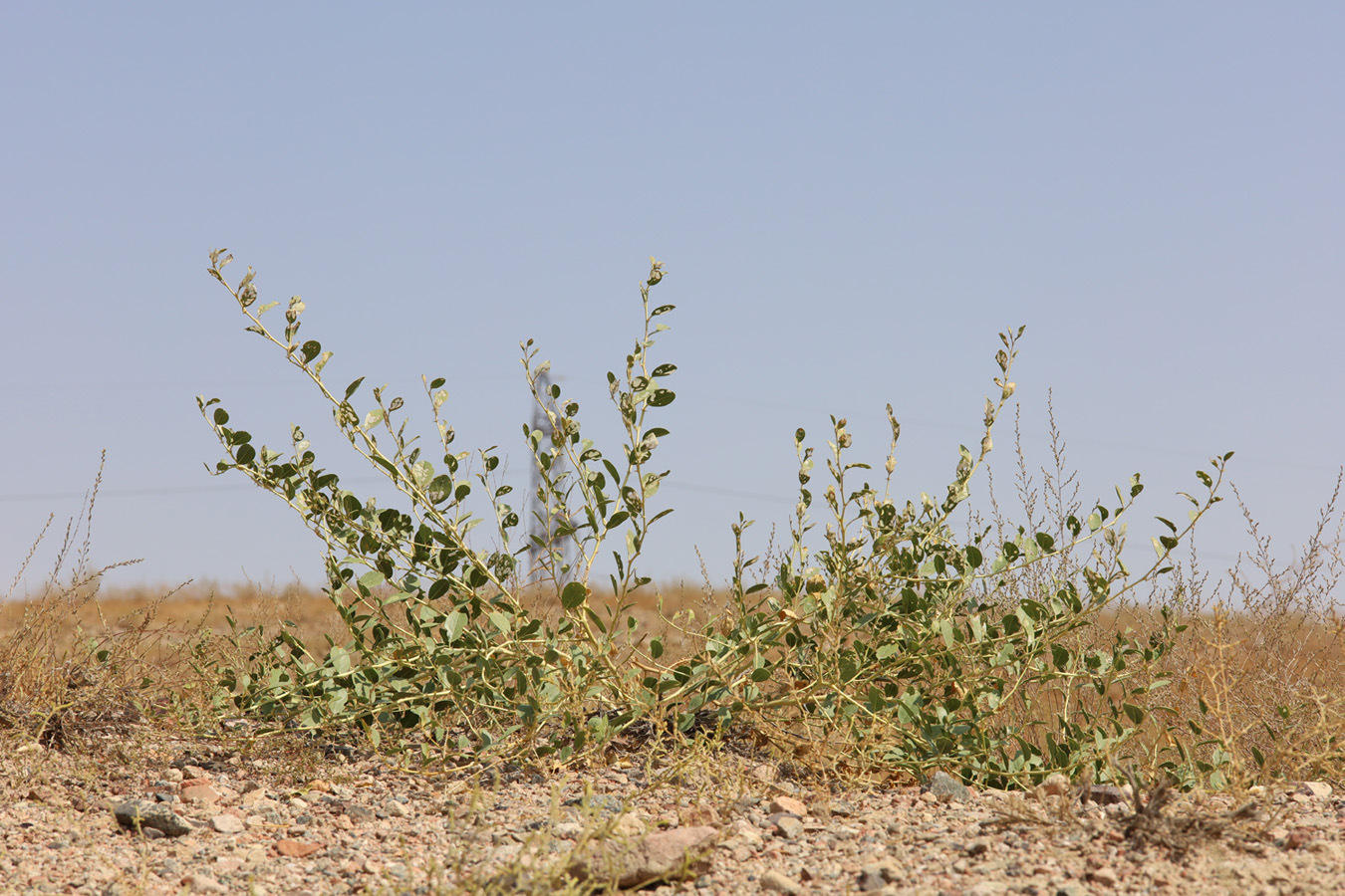 Image of Capparis herbacea specimen.