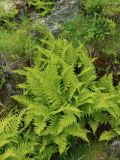 Athyrium distentifolium. Взрослые растения. Мурманская обл., окр. г. Заозёрск, высота 314.9, склон долины озера в тектоническом разломе, задернованная крупноглыбовая осыпь. 01.08.2022.