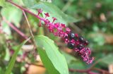 Phytolacca americana