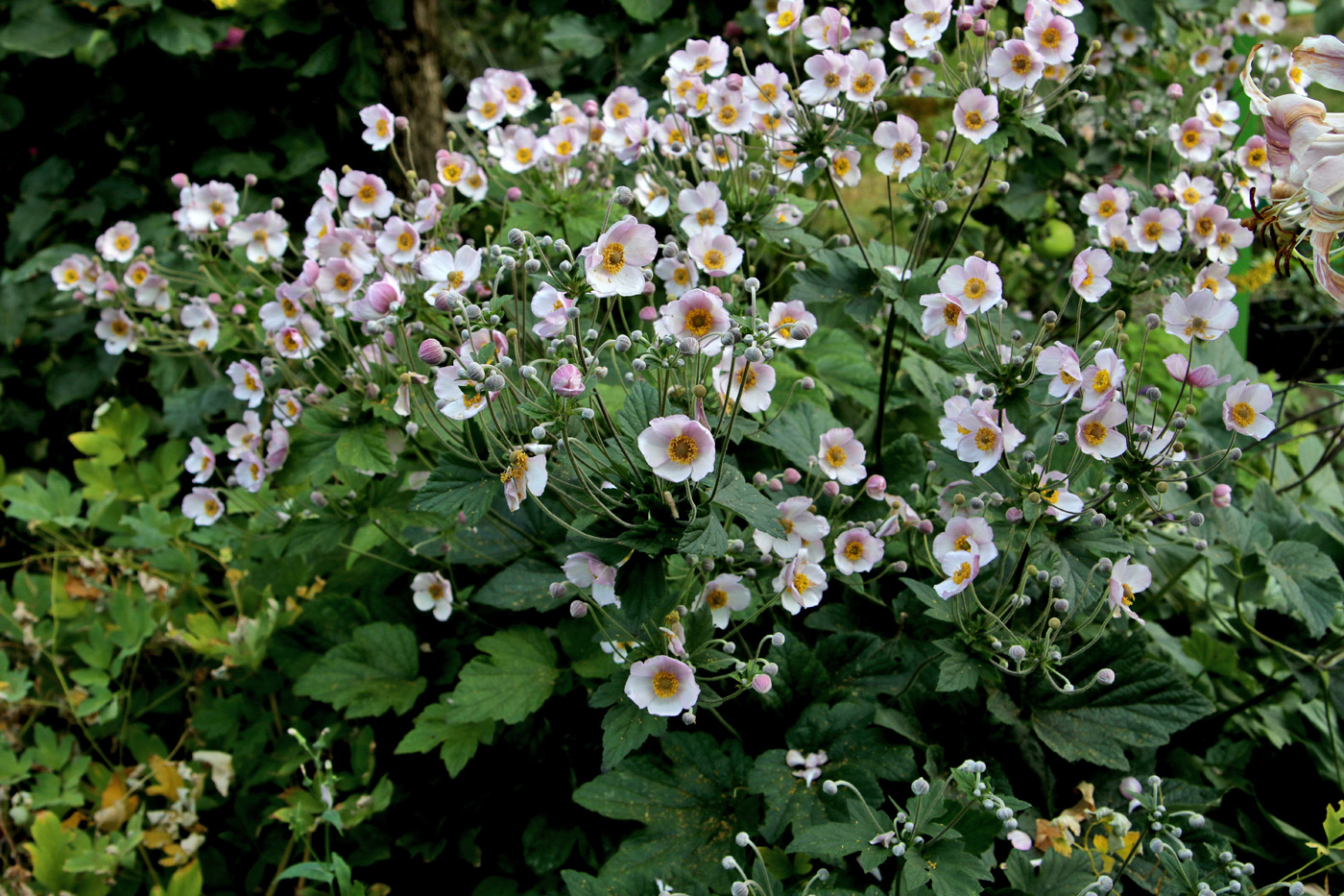 Image of Anemone hupehensis specimen.