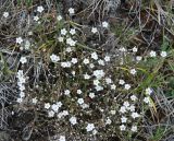 Minuartia verna
