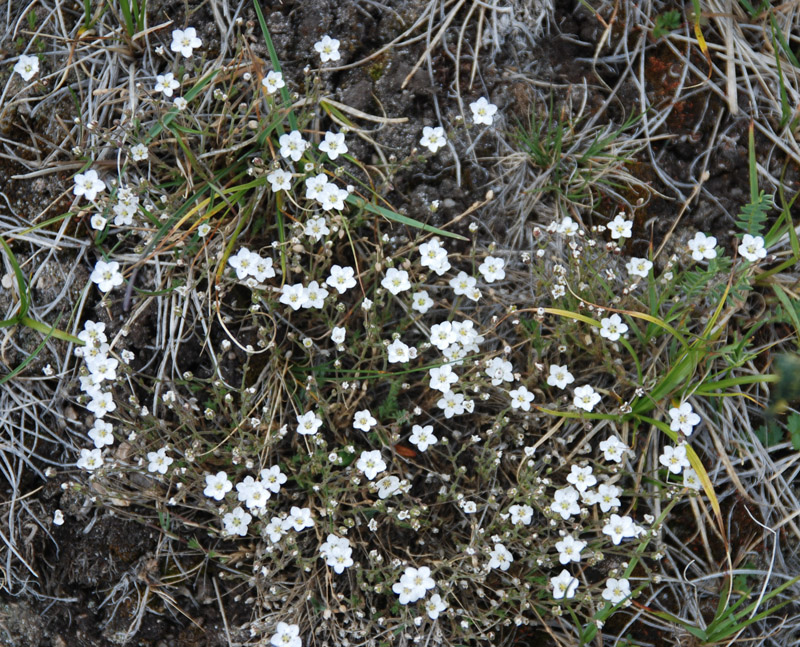 Image of Minuartia verna specimen.