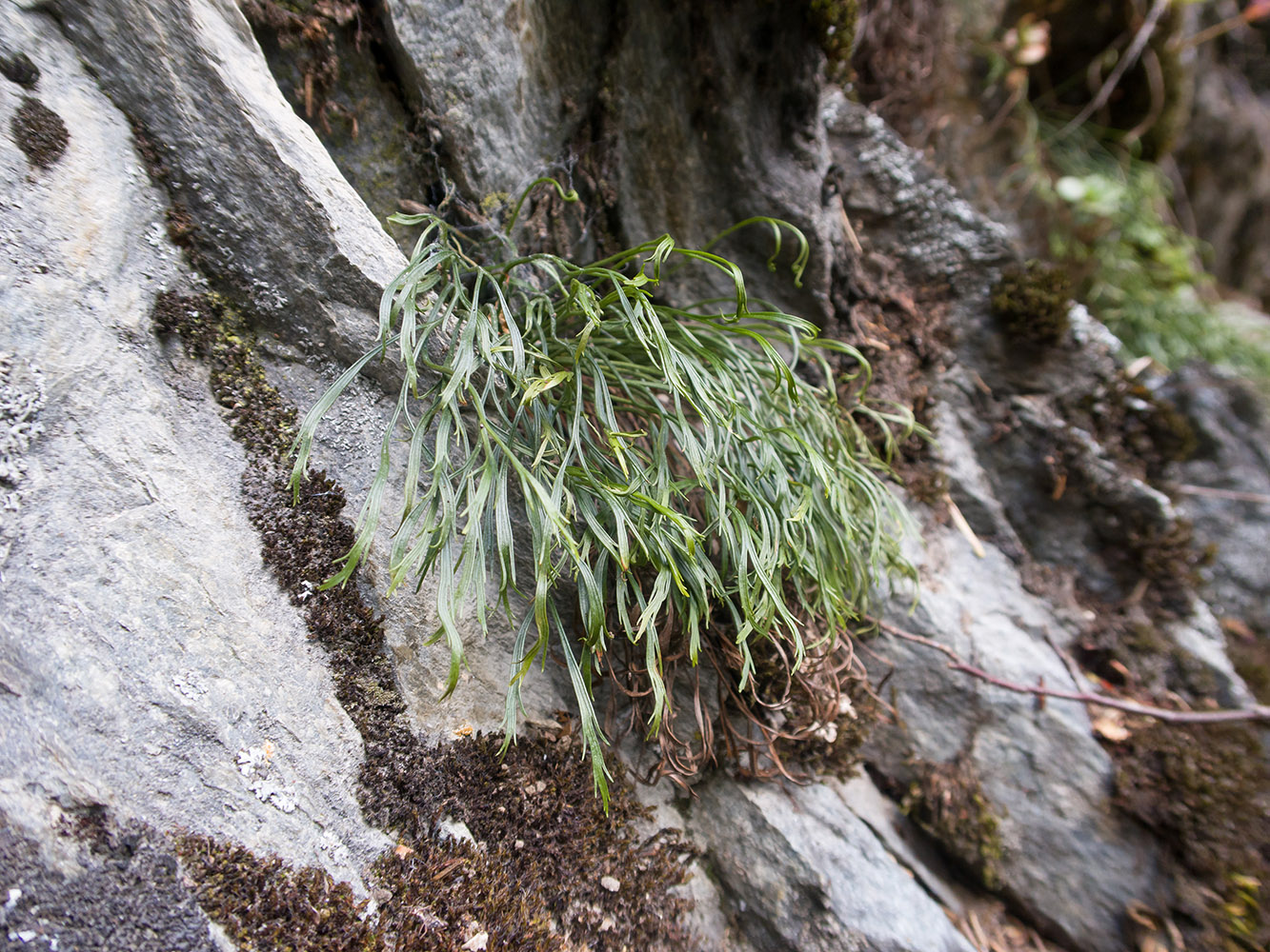 Image of Asplenium septentrionale specimen.