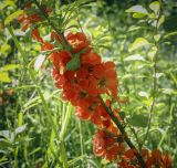 Chaenomeles japonica