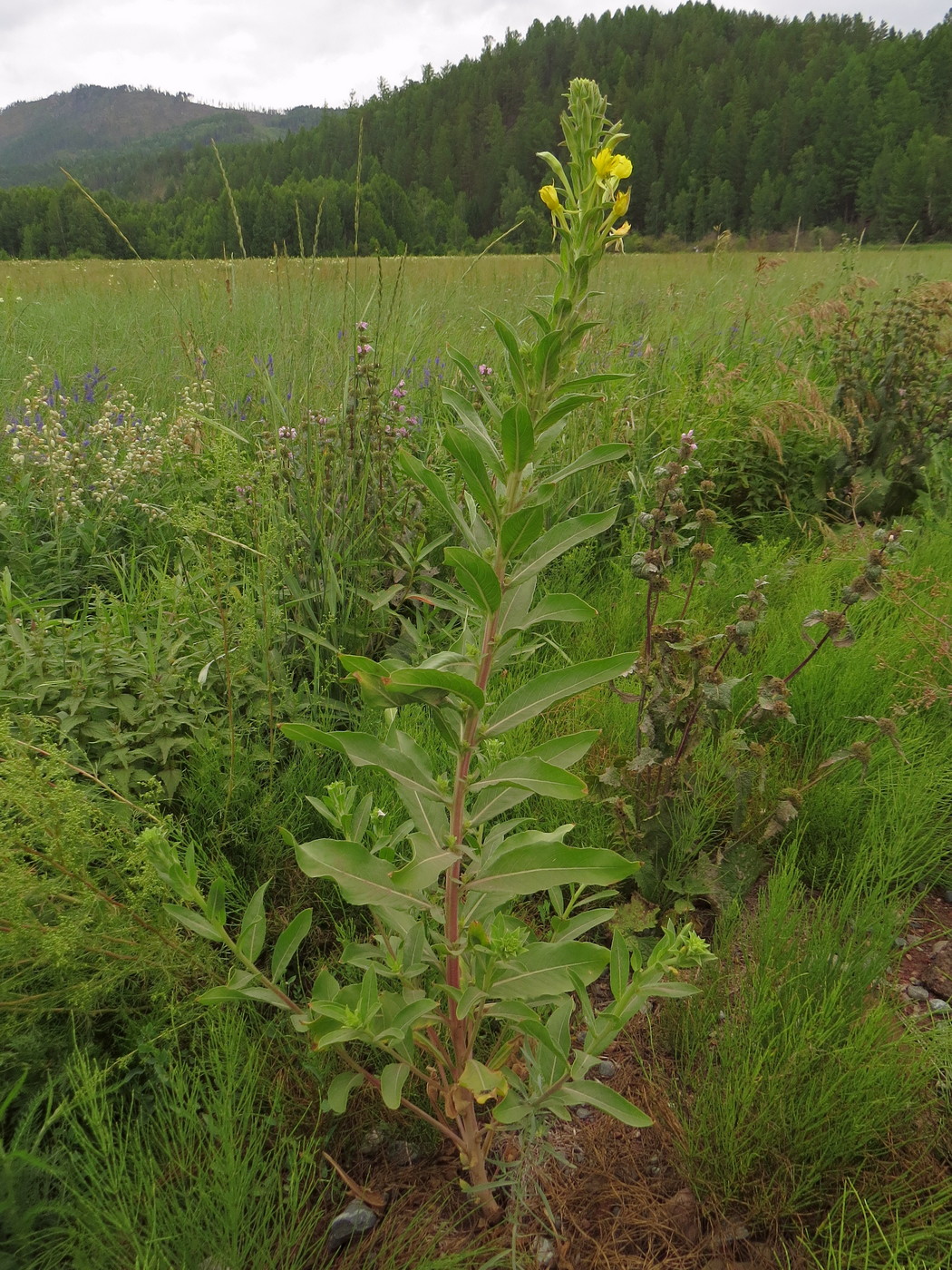 Изображение особи Oenothera villosa.