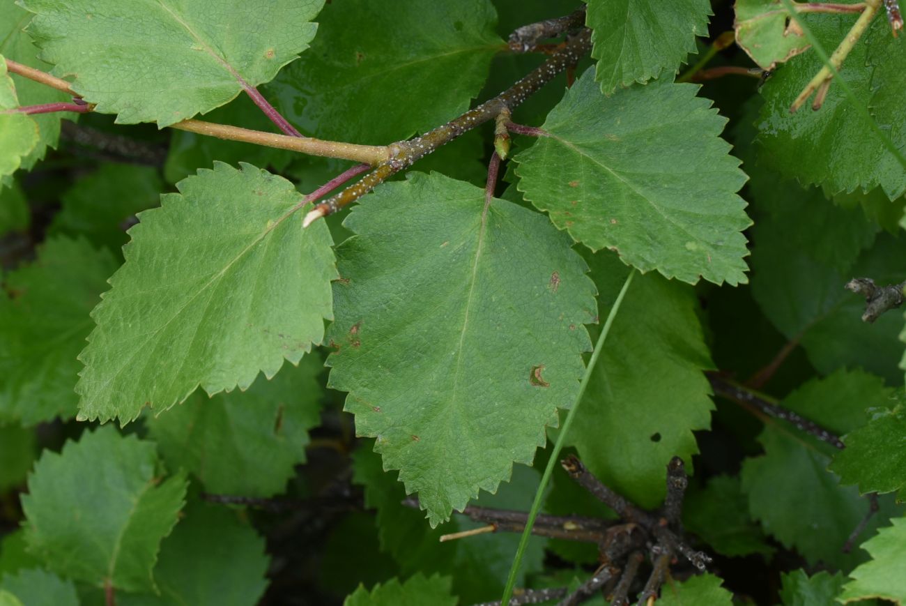 Изображение особи Betula pendula.