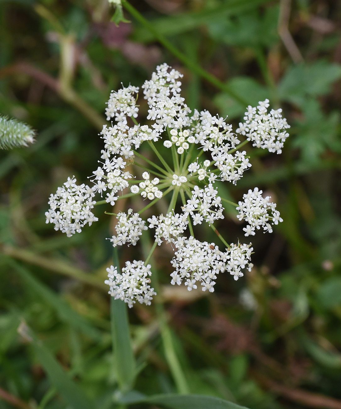 Image of familia Apiaceae specimen.