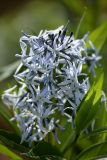 Amsonia tabernaemontana