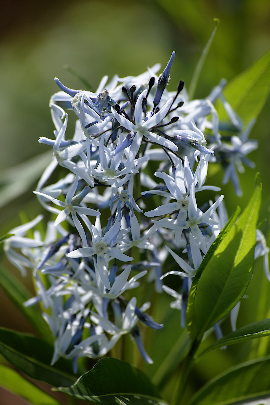 Image of Amsonia tabernaemontana specimen.