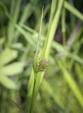 Carex pallescens