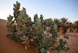 Calotropis procera. Плодоносящие растения. Марокко, обл. Драа - Тафилалет, пустыня Сахара, окр. дер. Мерзуга, Эрг Шебби, склон бархана. 03.01.2023.