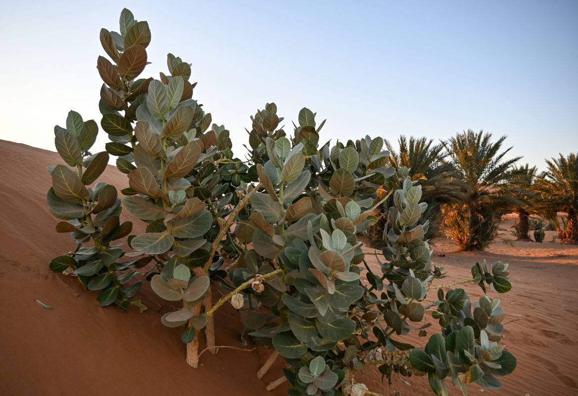 Изображение особи Calotropis procera.