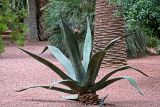 Agave americana