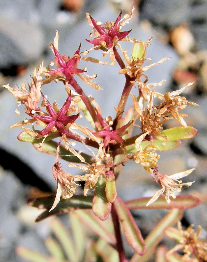 Image of Aizopsis middendorfiana specimen.