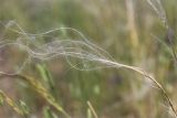 genus Stipa