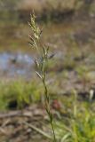 Festuca arundinacea