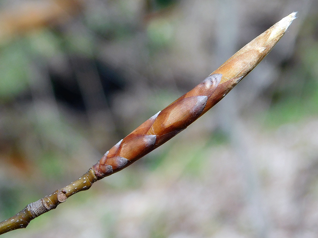 Изображение особи Fagus orientalis.