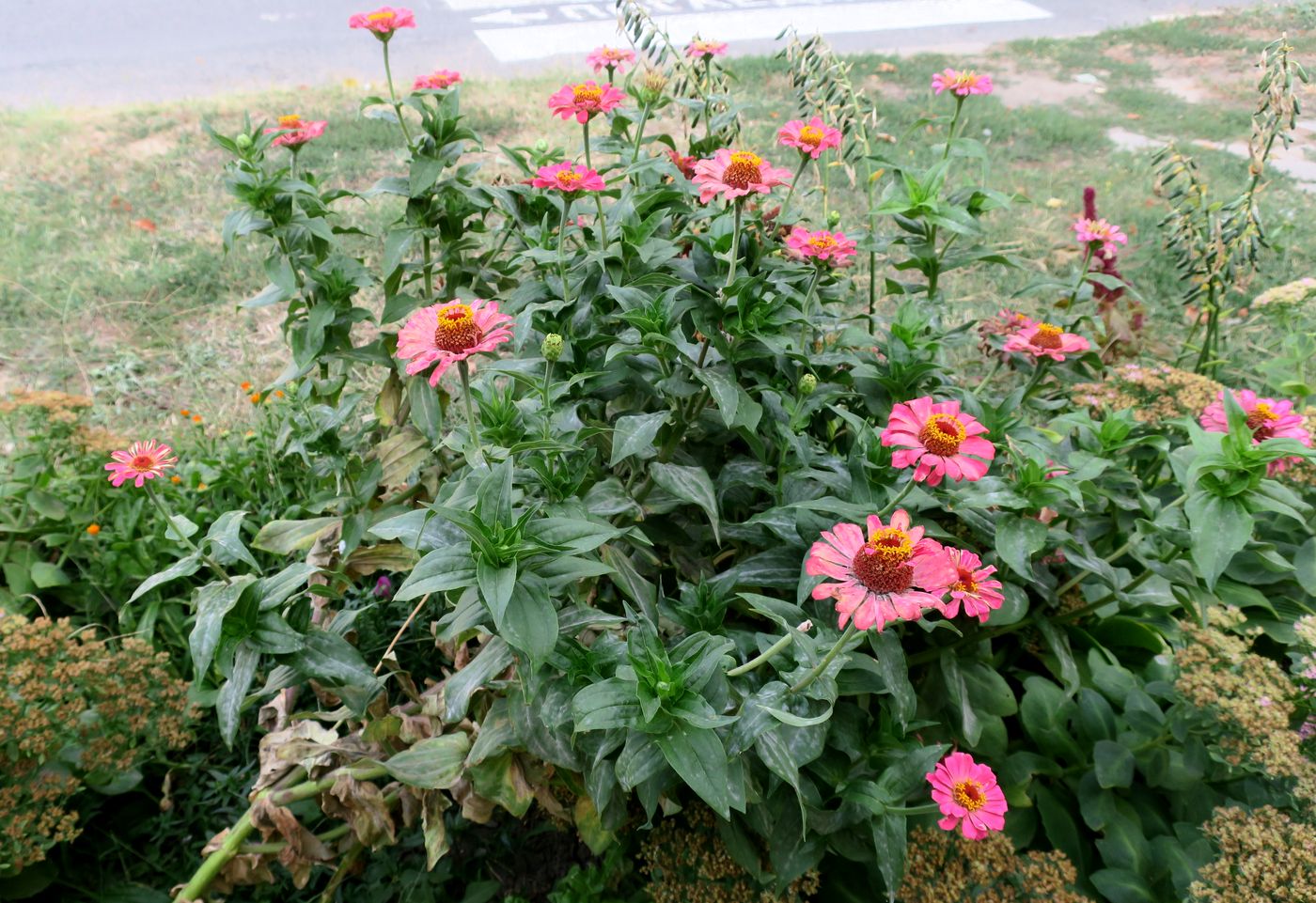 Image of Zinnia elegans specimen.